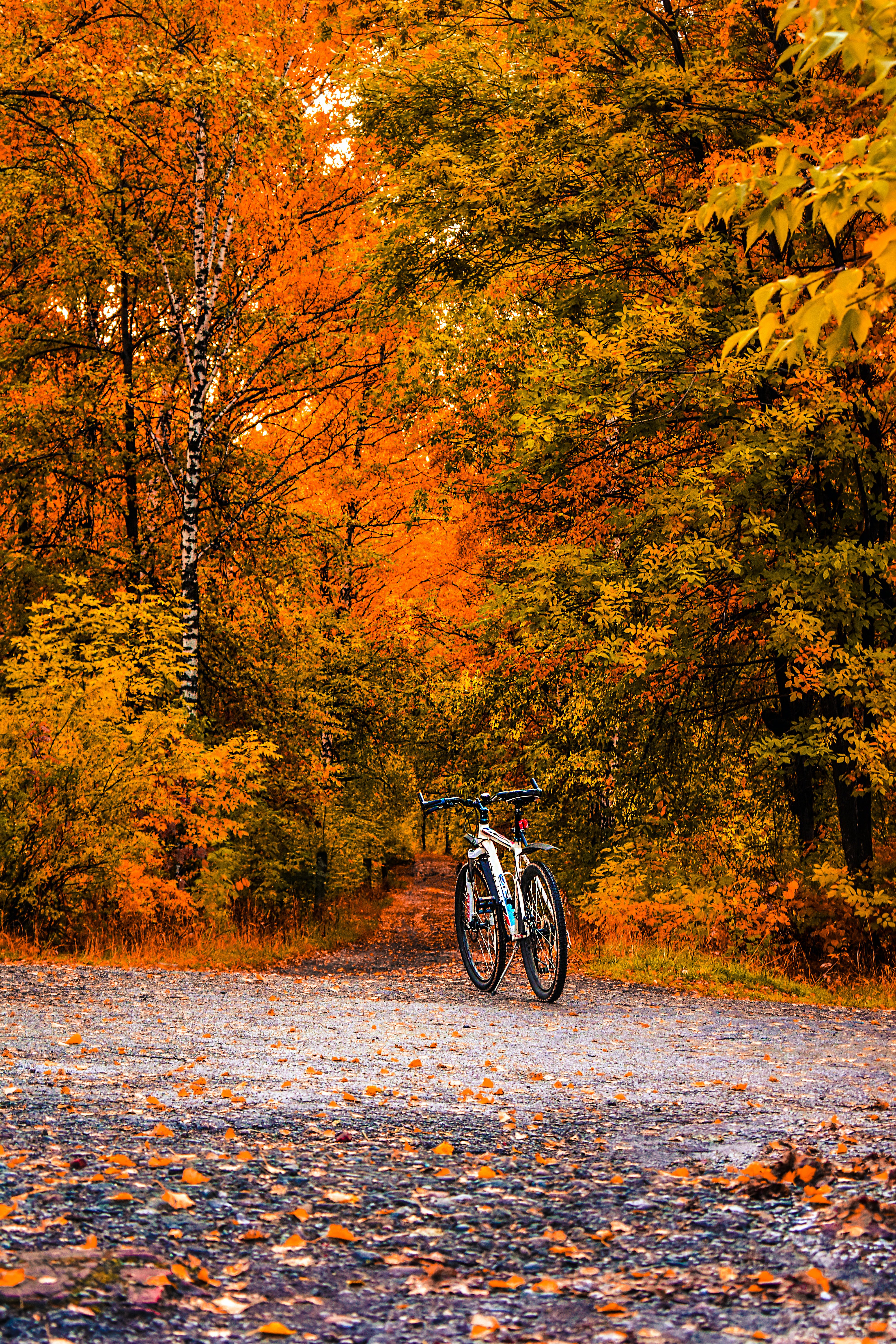 Een fiets die centraal op de foto staat, een weg die centraal door de foto loopt met een herfstbos op de achtergrond.